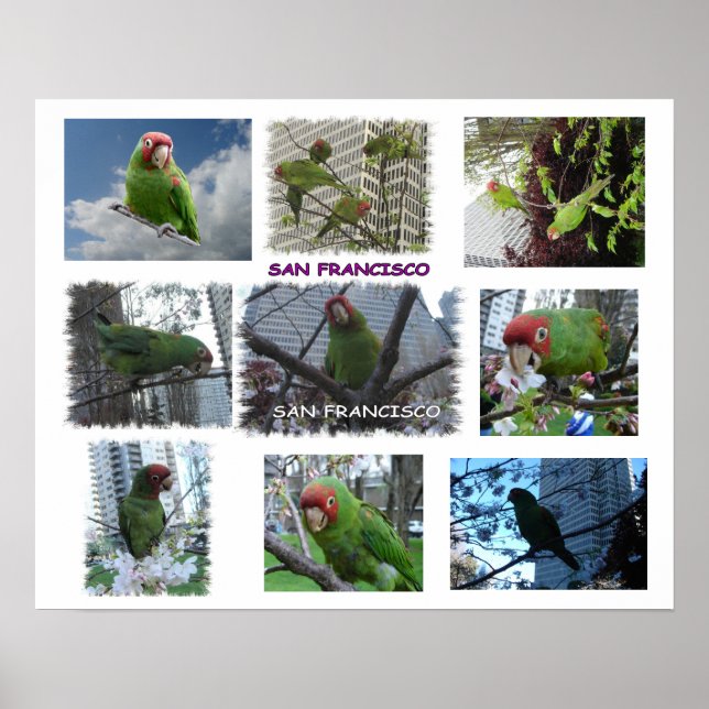 Wild Parrot of S.F. Poster (Front)