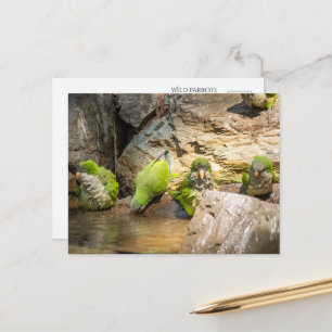 Wild Parrots Bathing in Spain Postcard