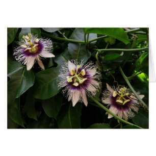 Wild Passiflora