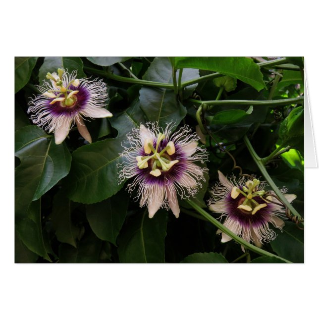 Wild Passiflora (Front Horizontal)