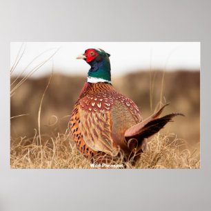 Wild Pheasant Poster