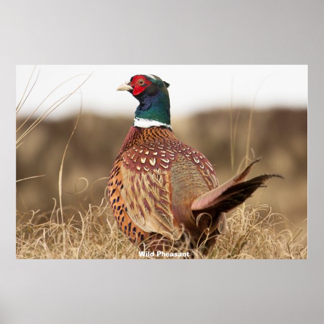 Wild Pheasant Poster (Front)