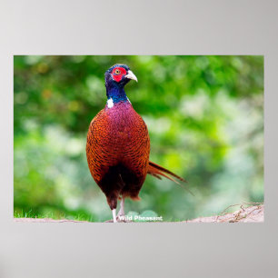 Wild Pheasants Poster