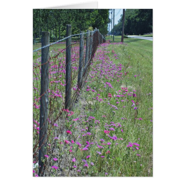 Wild Phlox Card (Front)