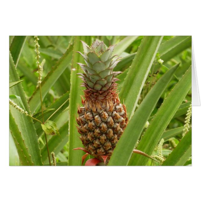 Wild Pineapple Tropical Fruit in Nature (Front Horizontal)