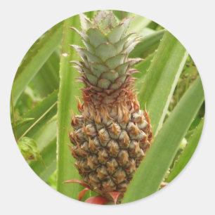 Wild Pineapple Tropical Fruit in Nature Classic Round Sticker