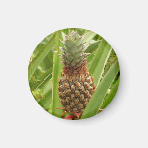 Wild Pineapple Tropical Fruit in Nature Magnet