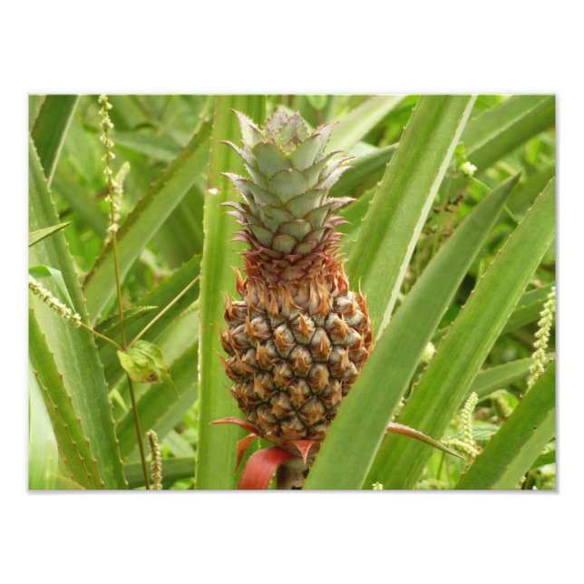 Wild Pineapple Tropical Fruit in Nature Photo Print (Front)