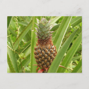 Wild Pineapple Tropical Fruit in Nature Postcard