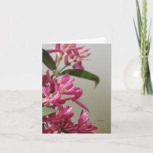 Wild pink honeysuckle card