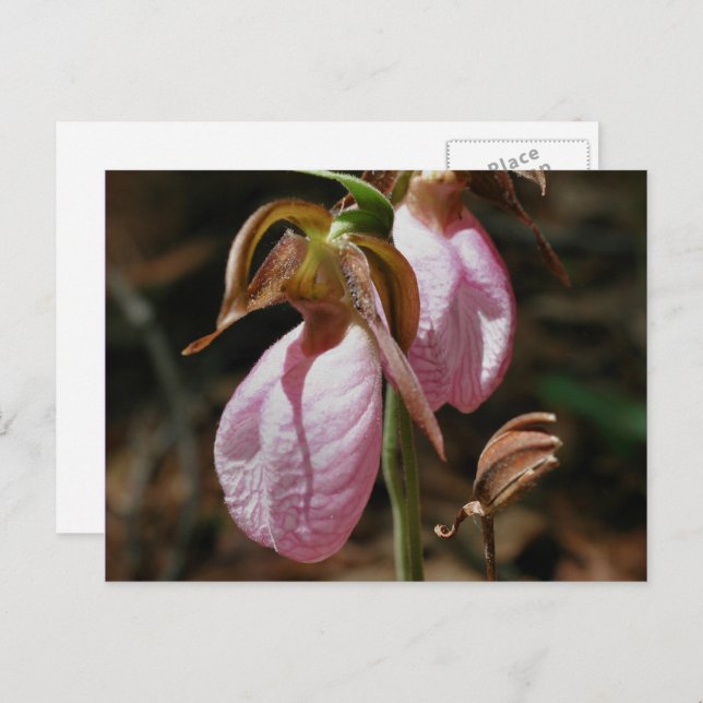 Wild Pink Lady Slipper Flowers Postcard (Front/Back)