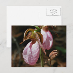 Wild Pink Lady Slipper Flowers Postcard