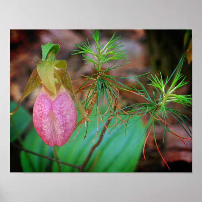 Wild Pink Lady Slipper Orchid And Evergreens  Poster (Front)