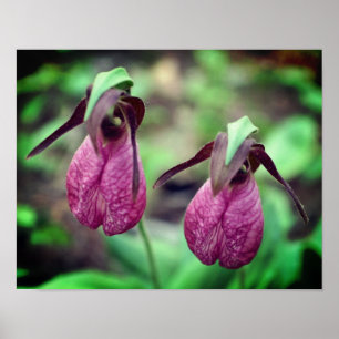 Wild Pink Lady Slipper Orchid Flower Pair 2  Poster