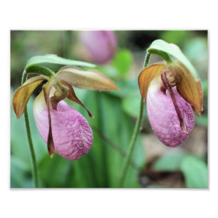 Wild Pink Lady Slipper Orchid Pair 8x10 Photo Print