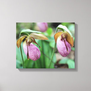 Wild Pink Lady Slipper Orchid Pair Canvas Print