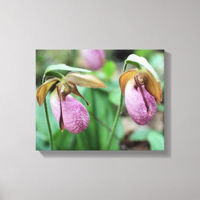 Wild Pink Lady Slipper Orchid Pair  Canvas Print (Front)