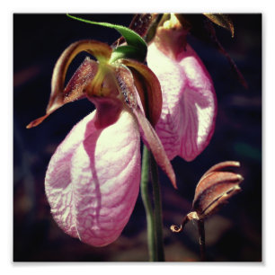 Wild Pink Lady Slipper Orchid Pair Close Up 8x8 Photo Print