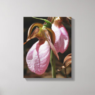 Wild Pink Lady Slipper Orchid Pair Close Up Canvas Print