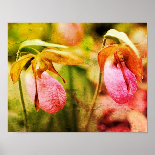Wild Pink Lady Slipper Orchid Pair Distressed Art Poster (Front)