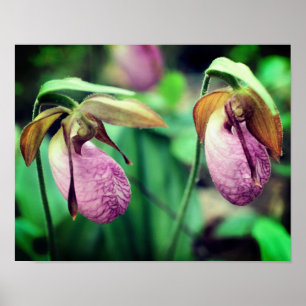 Wild Pink Lady Slipper Orchid Pair Poster