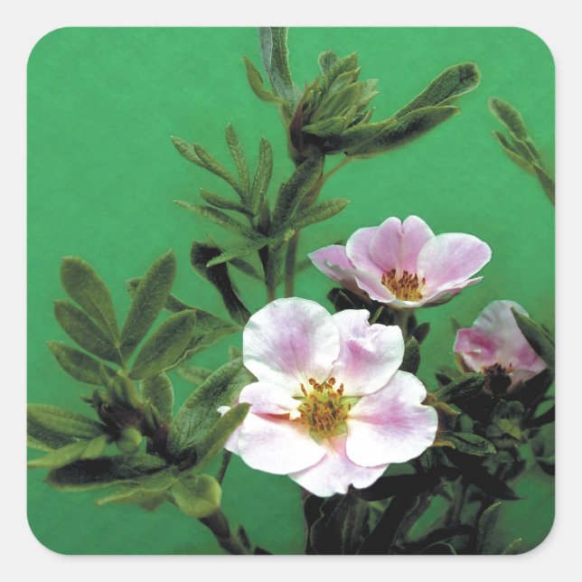 wild pink rose flowers in green, Elegant Square Sticker (Front)