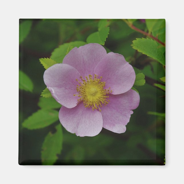 Wild Pink Rose Magnet (Front)