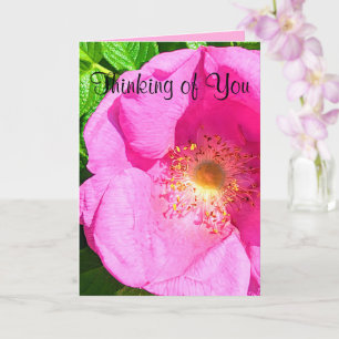Wild Pink Rose Photo Trust in the Lord Bible Verse Card