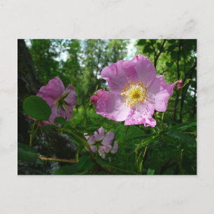 Wild Pink Roses in Alaska Postcard