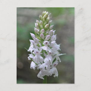 Wild pink spotted orchid postcard