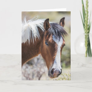 Wild Pinto Filly Card