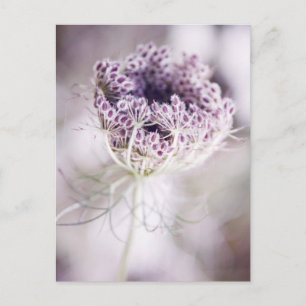 wild plant postcard