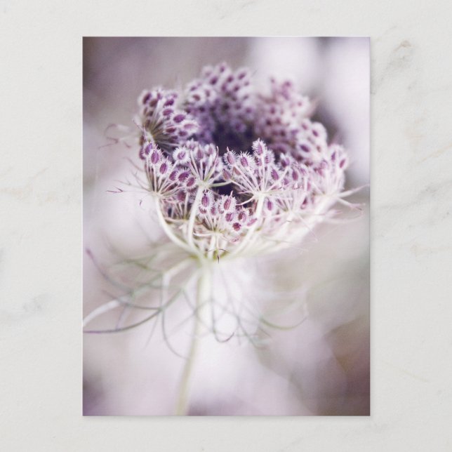 wild plant postcard (Front)