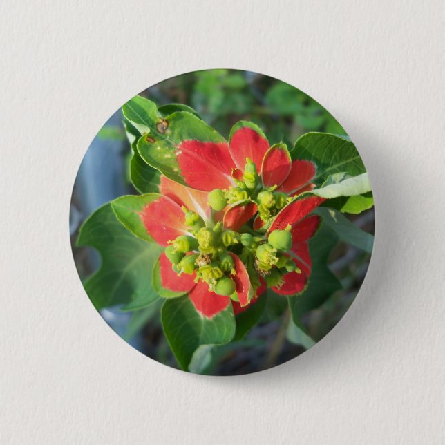 wild Poinsettia 2 Inch Round Button (Front)