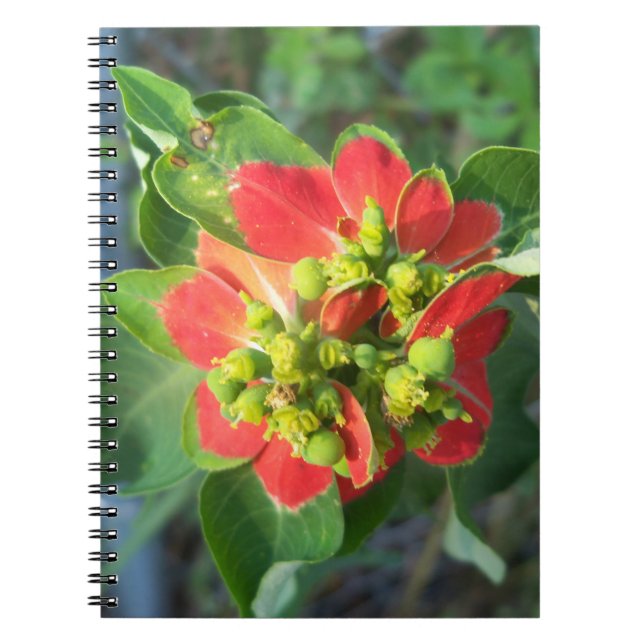 wild Poinsettia Notebook (Front)