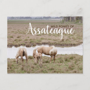 Wild Ponies Assateague - Cards