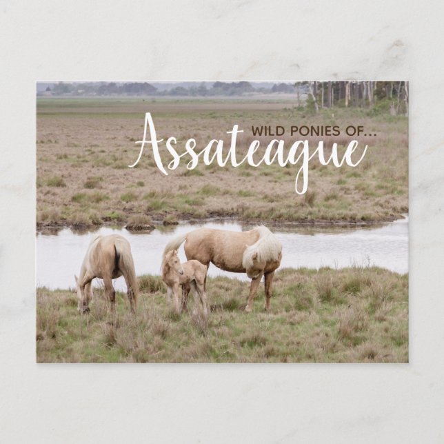 Wild Ponies Assateague - Cartes (Devant)