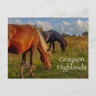 Wild Ponies at Grayson Highlands State Park  Postcard
