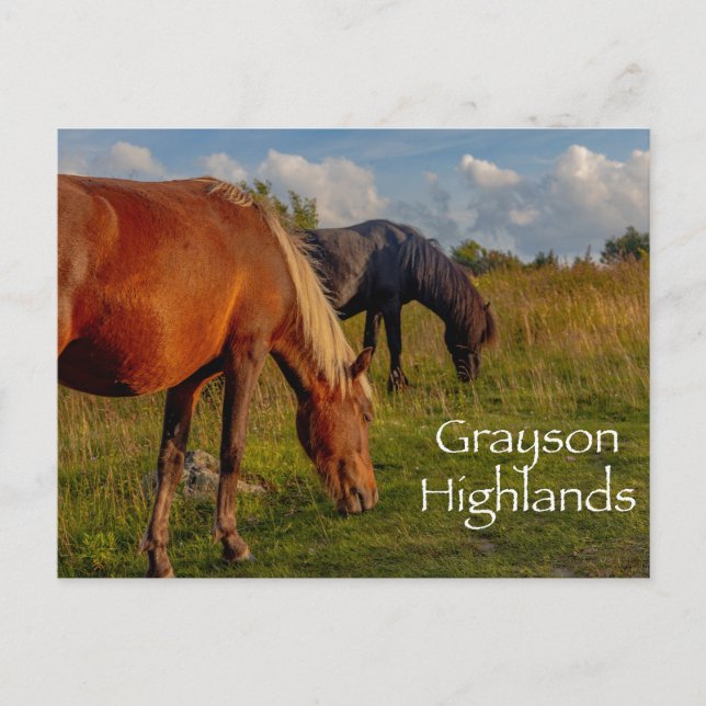 Wild Ponies at Grayson Highlands State Park  Postcard (Front)