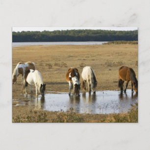 Wild pony postcard