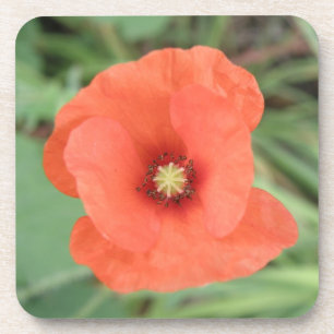 Wild Poppy Flower Cork Coaster