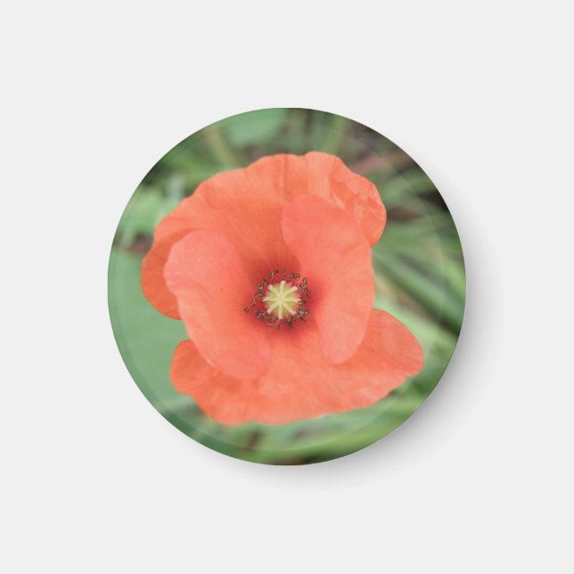 Wild Poppy Flower Magnet (Front)