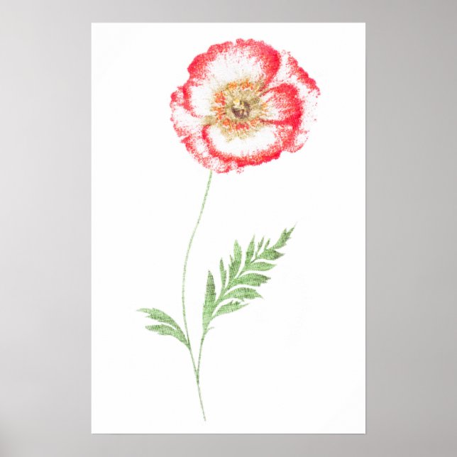 Wild poppy flower poster (Front)