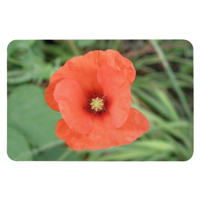 Wild Poppy Flower Premium Magnet (Horizontal)