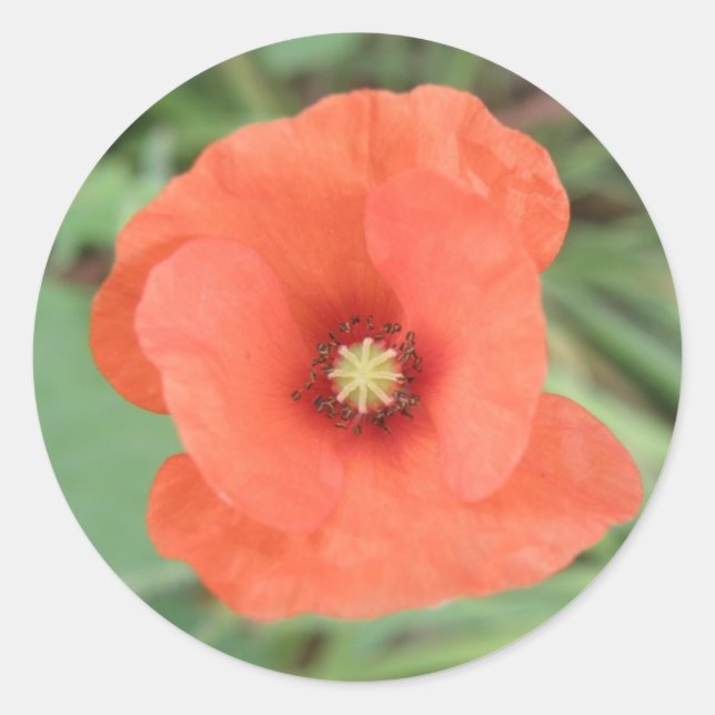 Wild Poppy Flower Sticker (Front)