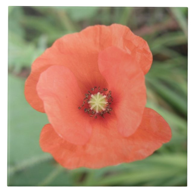 Wild Poppy Flower Tile (Front)