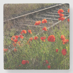 Wild poppy      stone coaster