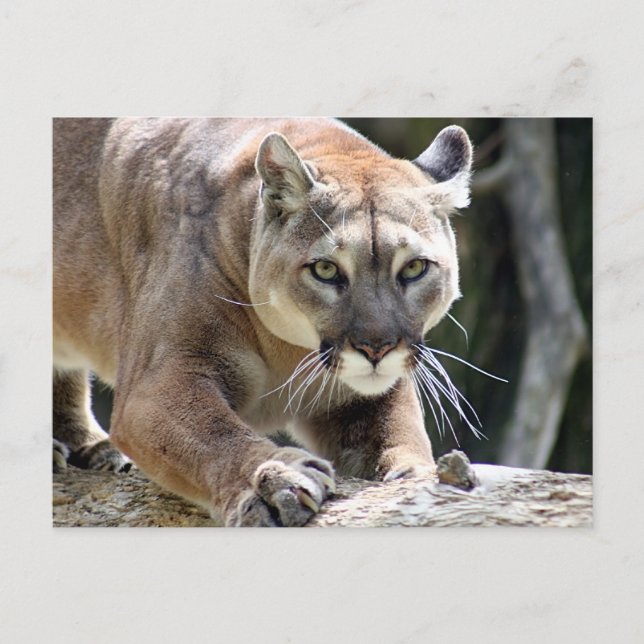 Wild Puma Postcard (Front)