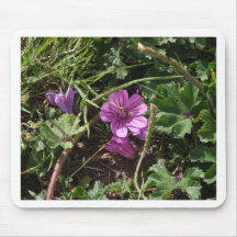Wild Purple Cranesbill