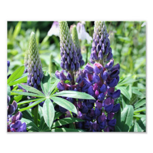 Wild Purple Lupines 10x8 Flower  Photo Print